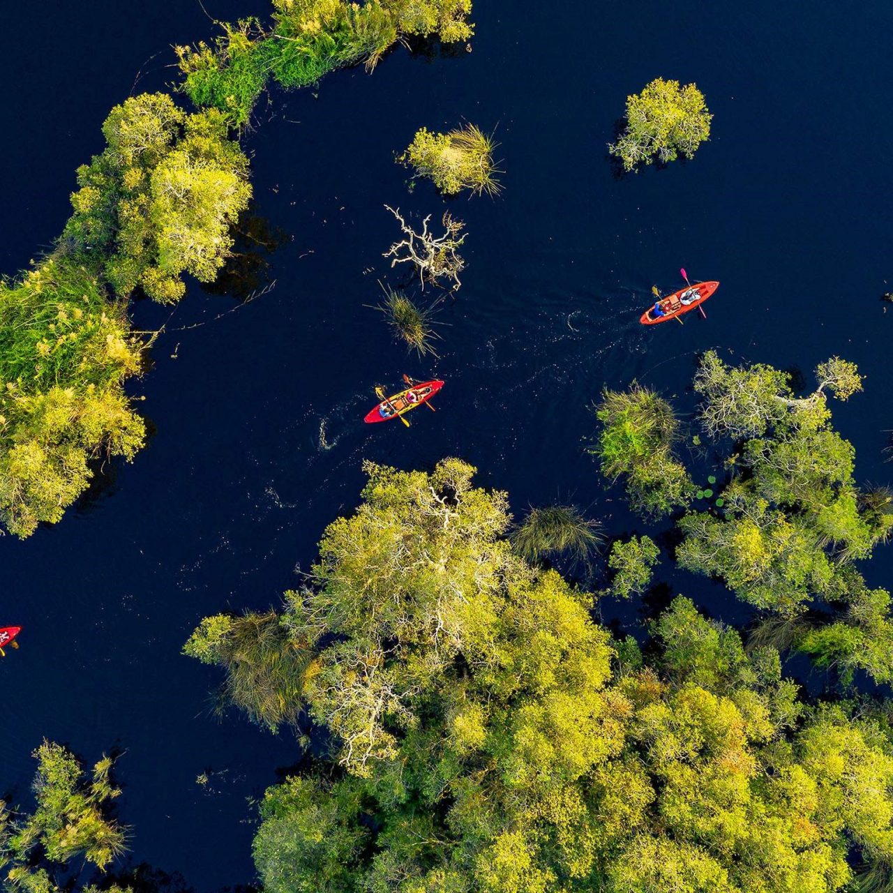 kayaks